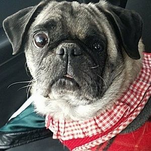 Meet your Posher, Libby